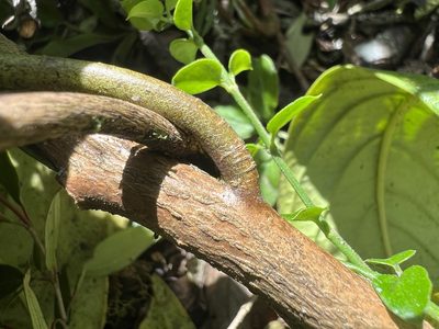 Solanum humboldtianum, photographed by Nicolás Baresch Uribe