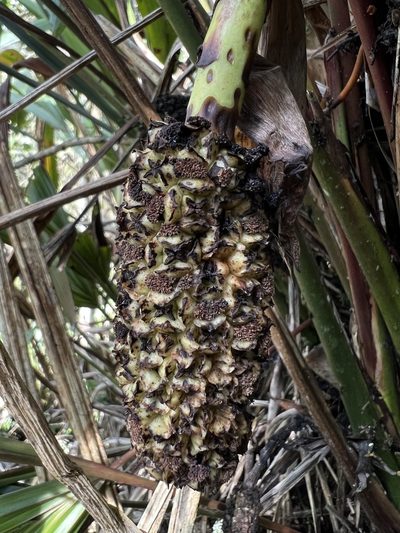Sphaeradenia laucheana, photographed by Nicolás Baresch Uribe