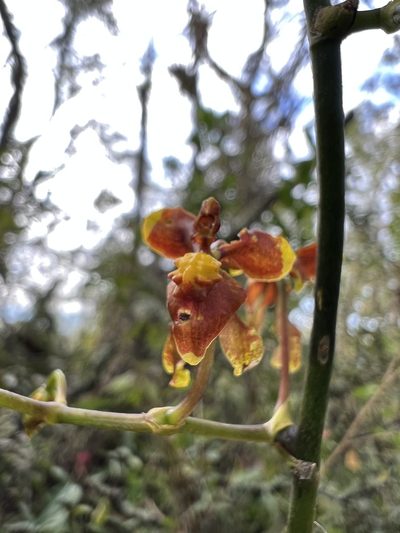Cyrtochilum exasperatum, photographed by Nicolás Baresch Uribe