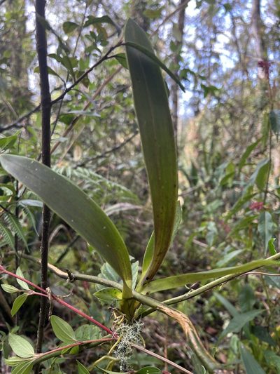 Cyrtochilum exasperatum, photographed by Nicolás Baresch Uribe