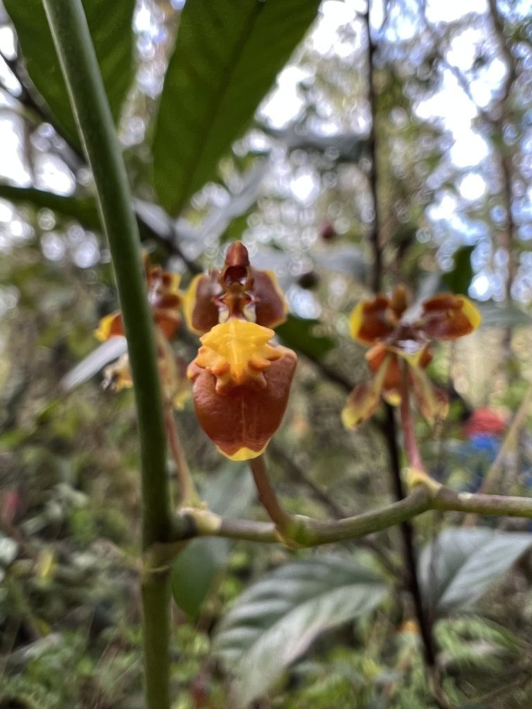 Cyrtochilum exasperatum, photographed by Nicolás Baresch Uribe