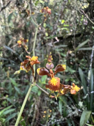 Cyrtochilum exasperatum, photographed by Nicolás Baresch Uribe