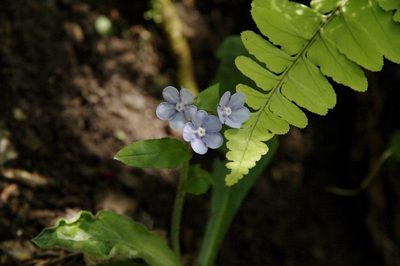 Nihon japonicum, photographed by Eric Knight