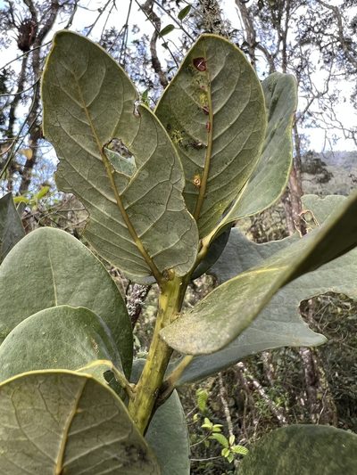 Persea mutisii, photographed by Nicolás Baresch Uribe