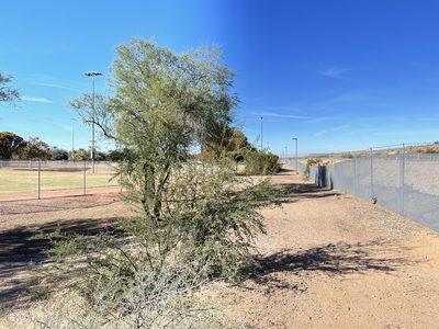 Vachellia constricta, photographed by CK2AZ