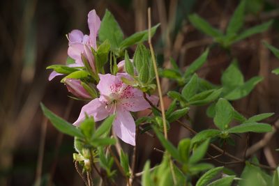 Rhododendron stenopetalum, photographed by harum.koh