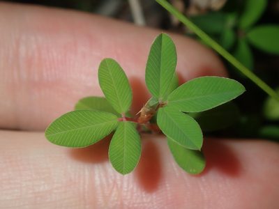 Kummerowia striata, photographed by Thomas Mesaglio