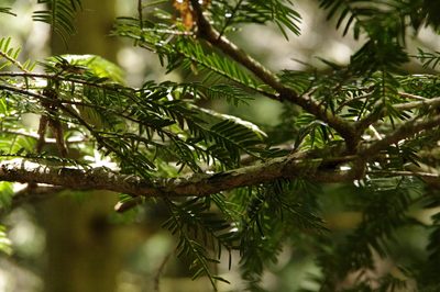 Torreya nucifera, photographed by Eric Knight
