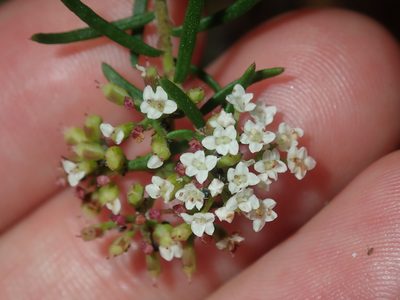 Platysace ericoides, photographed by Thomas Mesaglio