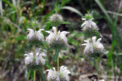 Monarda pectinata, photographed by Tom Kennedy