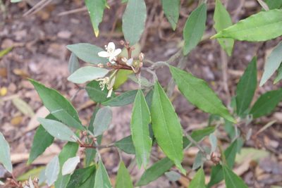 Morisonia incana, photographed by johnyochum