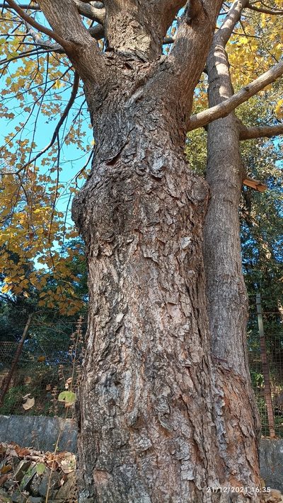 Acer caesium, photographed by Ramnarayan K