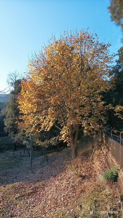 Acer caesium, photographed by Ramnarayan K