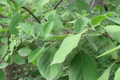 Cordia dentata, photographed by johnyochum