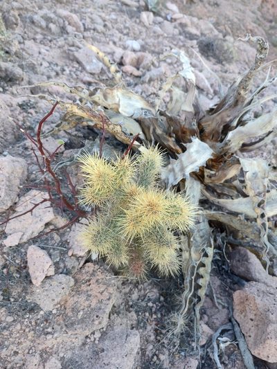 Cylindropuntia alcahes, photographed by Abraham Sánchez Romero
