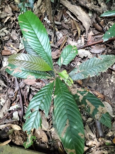 Tetracera nordtiana, photographed by Matthew Borella