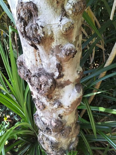 Syzygium cormiflorum, photographed by Matthew Borella