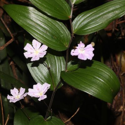 Tripladenia cunninghamii, photographed by Natasha Taylor