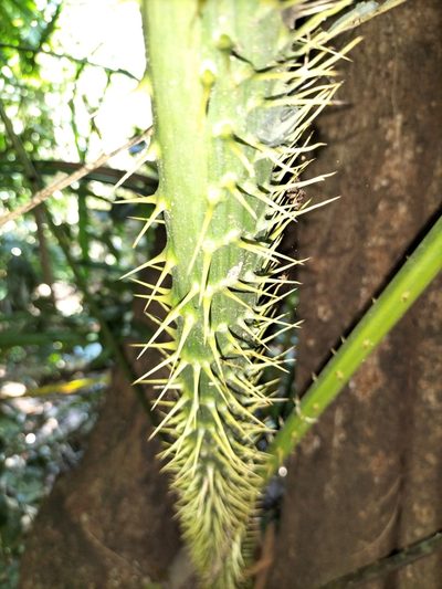 Calamus moti, photographed by Matthew Borella
