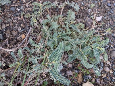 Astragalus nuttallii, photographed by Rachel Stringham