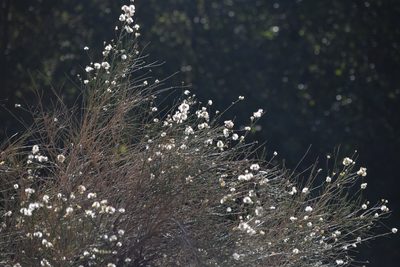 Lepidospartum squamatum, photographed by velodrome