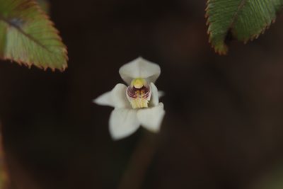 Caladenia lyallii, photographed by Kathy Warburton