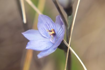Thelymitra pulchella, photographed by Kathy Warburton