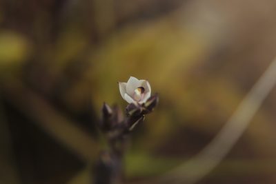 Thelymitra longifolia, photographed by Kathy Warburton
