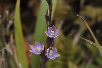 Thelymitra hatchii, photographed by Kathy Warburton