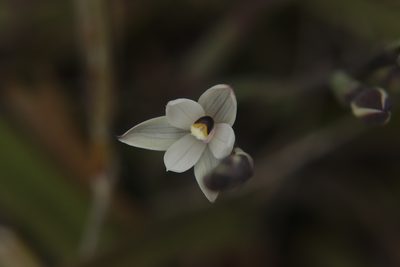 Thelymitra longifolia, photographed by Kathy Warburton