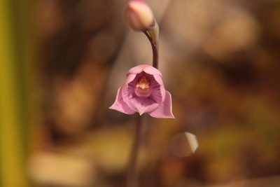 Thelymitra pulchella, photographed by Kathy Warburton