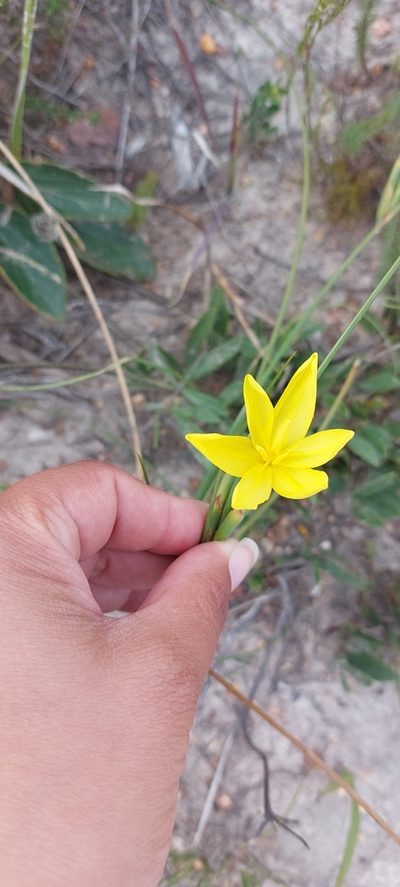 Bobartia longicyma, photographed by sharndreheuvel