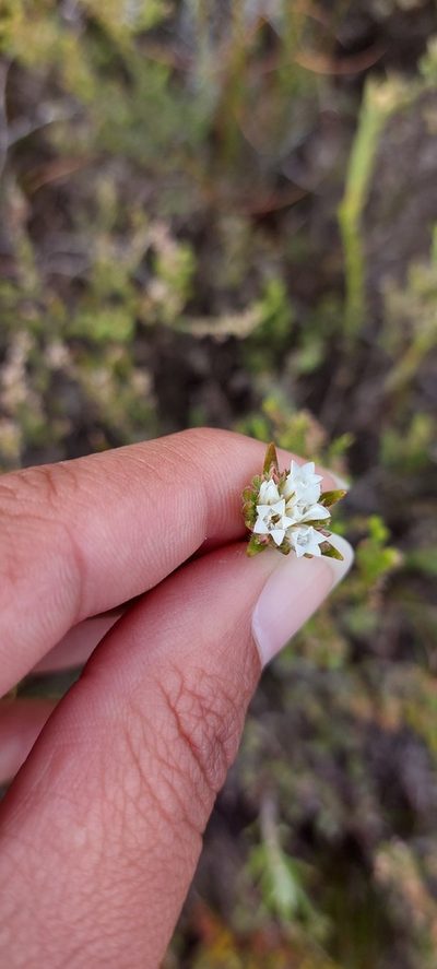 Euchaetis diosmoides, photographed by sharndreheuvel