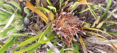 Protea aspera, photographed by sharndreheuvel