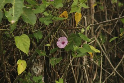 Ipomoea tiliacea, photographed by Michael Bakker Paiva