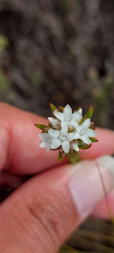 Euchaetis diosmoides, photographed by sharndreheuvel