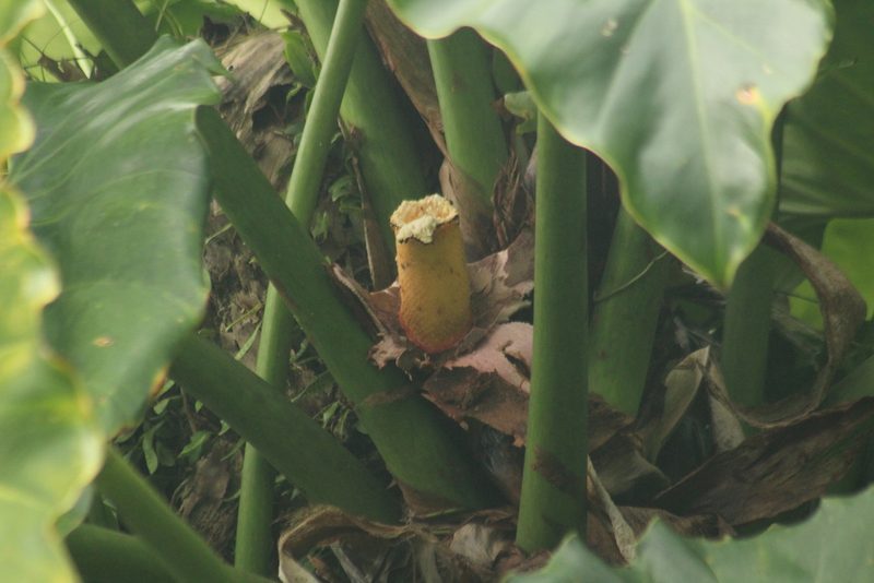 Philodendron giganteum, photographed by Michael Bakker Paiva