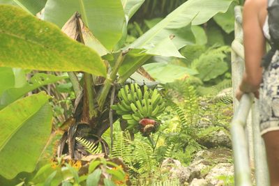Musa acuminata, photographed by Michael Bakker Paiva