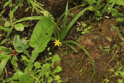 Hypoxis decumbens, photographed by Michael Bakker Paiva