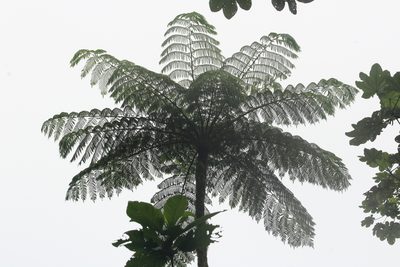 Cyathea arborea, photographed by Michael Bakker Paiva