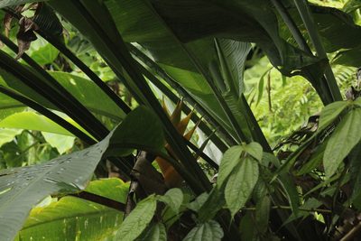 Heliconia caribaea, photographed by Michael Bakker Paiva