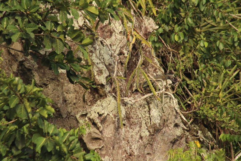 Selenicereus triangularis, photographed by Michael Bakker Paiva