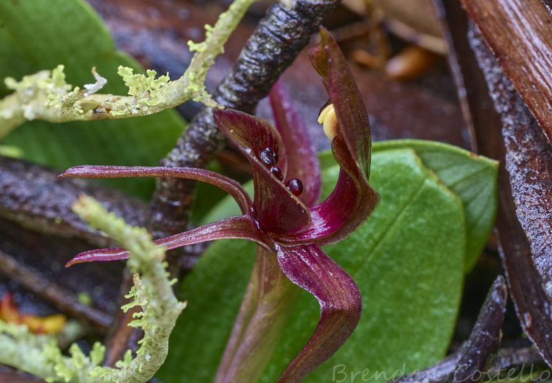 Chiloglottis grammata, photographed by Brendan Costello