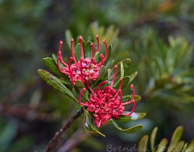 Telopea truncata, photographed by Brendan Costello
