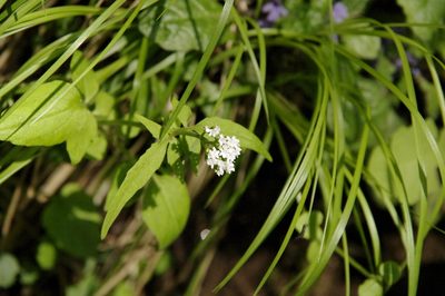 Valeriana flaccidissima, photographed by Eric Knight