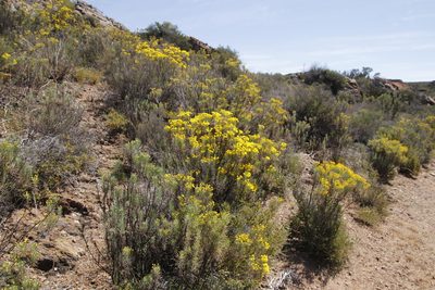 Euryops lateriflorus, photographed by Tony Rebelo