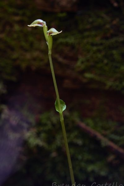Townsonia viridis, photographed by Brendan Costello