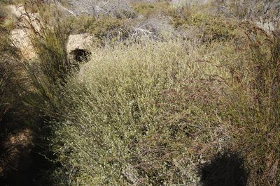 Coleonema juniperinum, photographed by Tony Rebelo