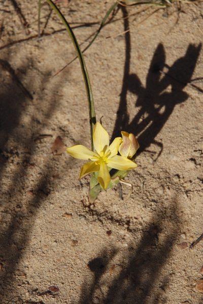 Moraea nana, photographed by Tony Rebelo