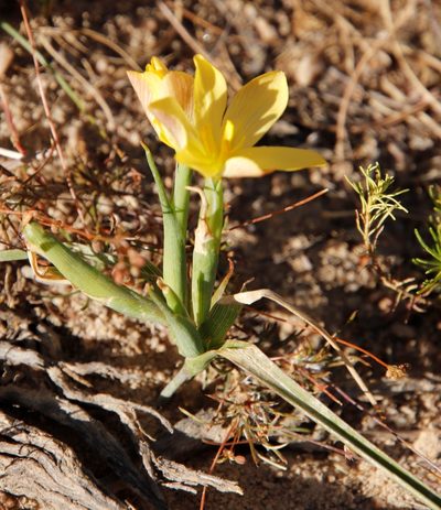 Moraea nana, photographed by Tony Rebelo